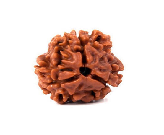 3-Mukhi-Rudraksh