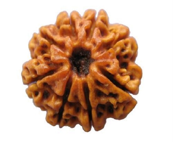 8-Mukhi-Rudraksh